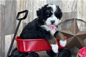 Isaiah - Bernedoodle, Mini for sale