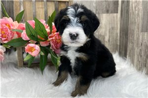 Sophia - Bernedoodle for sale