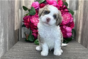 Dax - Bernedoodle for sale