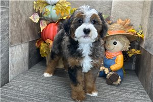 Darcy - Bernedoodle for sale