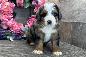Donna - puppy for sale