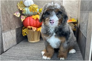 Dave - Bernedoodle for sale