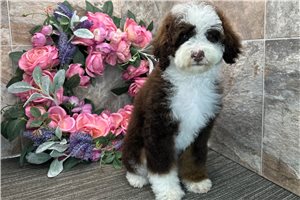 Davey - Bernedoodle for sale