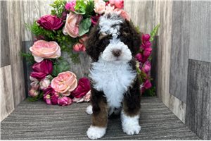 Dixon - Bernedoodle for sale