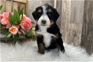 Sally - puppy for sale