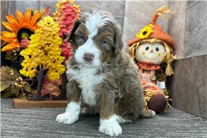 Davy - Bernedoodle for sale