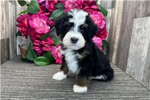 Omen - Bernedoodle for sale