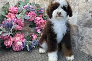 Davey - Bernedoodle for sale