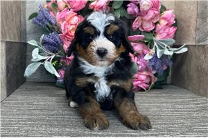 Baron - Bernedoodle for sale