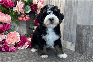 Samuel - Bernedoodle for sale