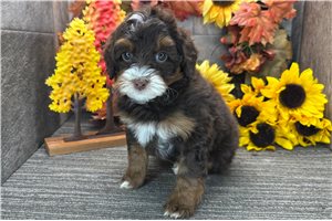 Darya - Bernedoodle for sale
