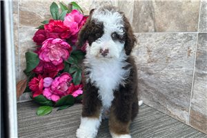 Davey - Bernedoodle for sale
