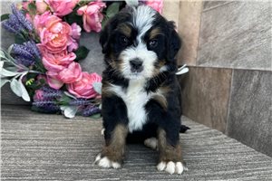 Delilah - puppy for sale