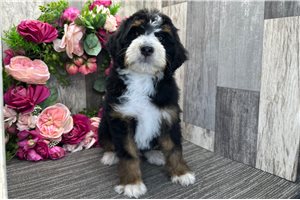 Sally - Bernedoodle for sale