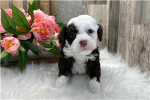 Dolly - Bernedoodle for sale