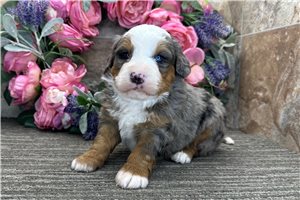 Barnes - Bernedoodle for sale