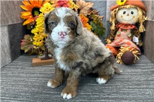Davis - Bernedoodle for sale