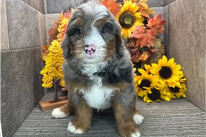 Dave - Bernedoodle for sale