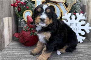 Polly - puppy for sale