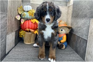 Delta - Bernedoodle for sale