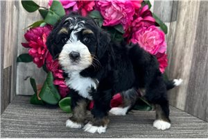 Samuel - puppy for sale