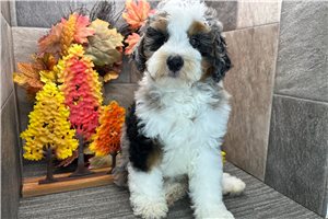 Case - puppy for sale