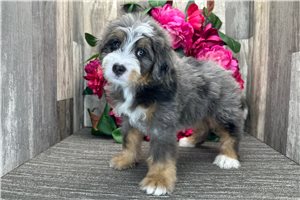 Sergeant - puppy for sale