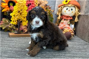 Darya - Bernedoodle for sale