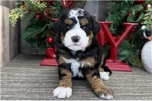 Hansel - puppy for sale