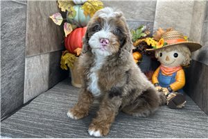 Davis - Bernedoodle for sale