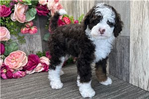 Davey - Bernedoodle for sale