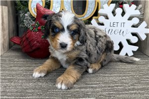 Phineas - puppy for sale