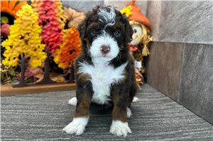 Darlene - puppy for sale