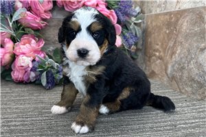 Bari - Bernedoodle for sale