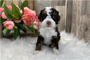 Dixon - Bernedoodle for sale