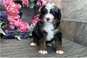 Daria - puppy for sale