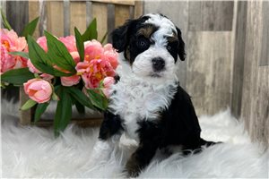 Dixie - Bernedoodle for sale