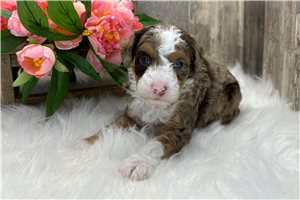 Dreamer - Bernedoodle for sale