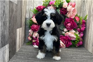 Omen - Bernedoodle for sale