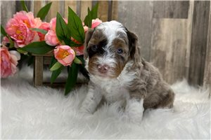 Denver - puppy for sale