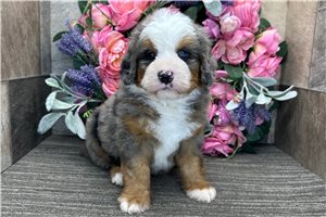 Barnes - Bernedoodle for sale