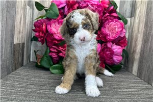 Dreamer - Bernedoodle for sale