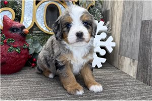Phillip - puppy for sale