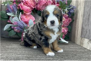 Bodie - puppy for sale
