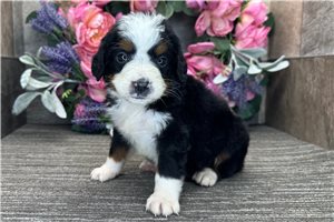Drew - puppy for sale