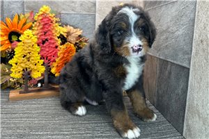 Derek - Bernedoodle for sale