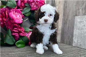Dolly - Bernedoodle for sale