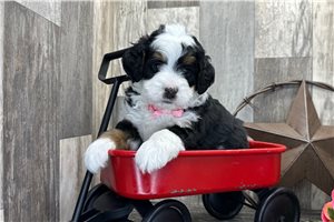 Isaac - puppy for sale