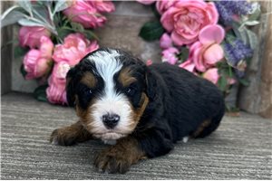 Baron - Bernedoodle for sale