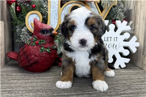 Precious - puppy for sale